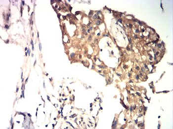E2F1 Antibody