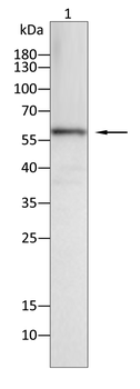 CYP3A4 Antibody