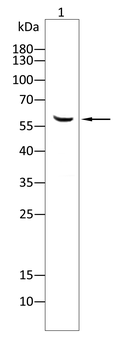 CYP3A4 Antibody
