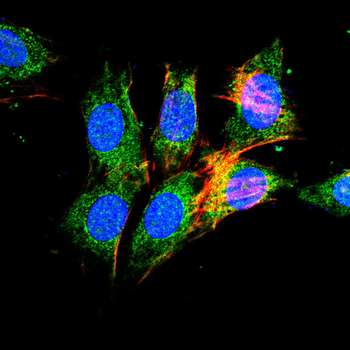 CYP3A4 Antibody