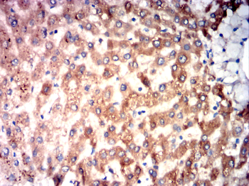 CYP3A4 Antibody