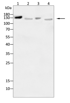 ITGAX Antibody