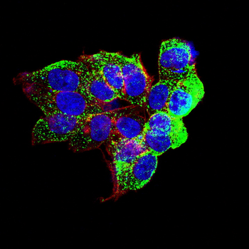 BAK1 Antibody