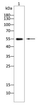 HDAC1 Antibody