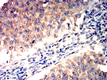 Catenin alpha-1 Antibody