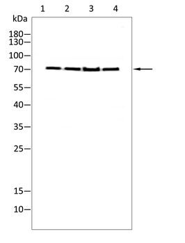 XRCC6 Antibody