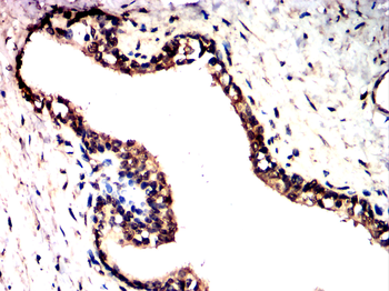 S100A1 Antibody