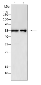 PAX5 Antibody