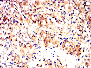 GAP43 Antibody