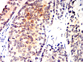 C3 Antibody