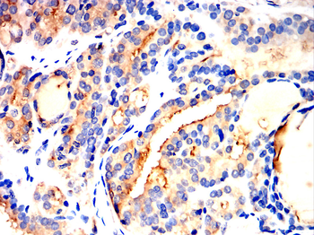 C3 Antibody