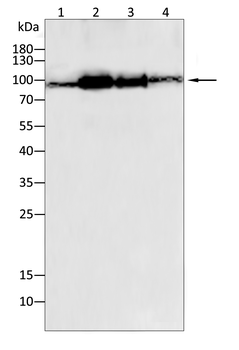 PMS2 Antibody