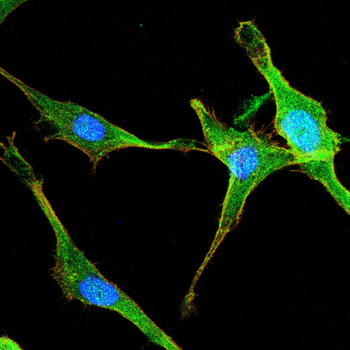 ERG Antibody