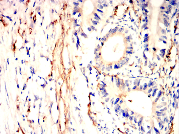 COL6A1 Antibody