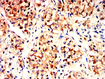 COL6A1 Antibody