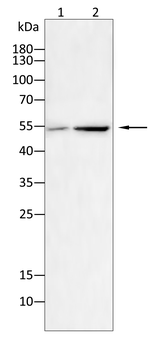 MMP12 Antibody
