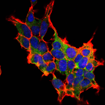 VCAM1 Antibody