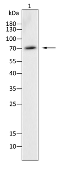 VCAM1 Antibody