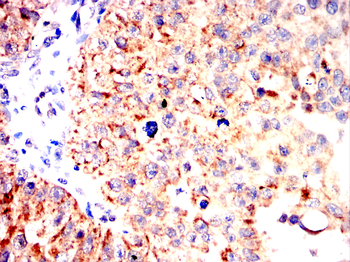 IRF3 Antibody
