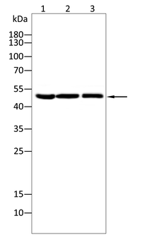 IRF3 Antibody