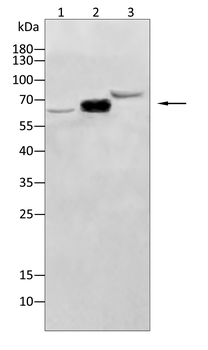 Collagen X Rabbit Polyclonal Antibody
