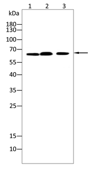 Collagen X Rabbit Polyclonal Antibody