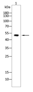 PAX8 Antibody