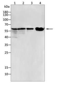 CD81 Antibody