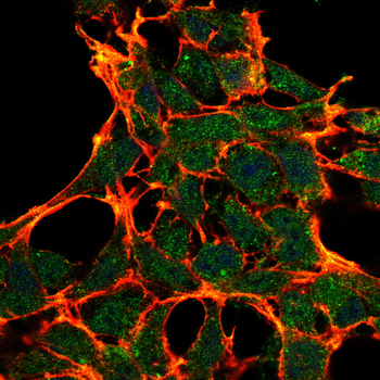 TLR2 Antibody