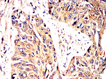 TLR2 Antibody