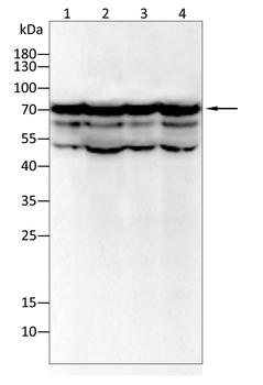 TLR2 Antibody