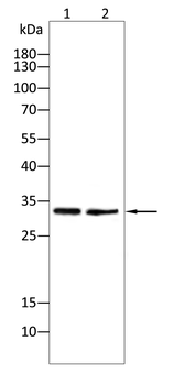 CD274 Antibody