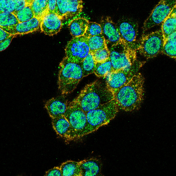 CCND3 Antibody