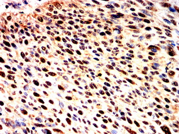 CCND3 Antibody