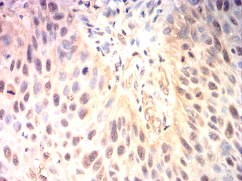 CCND3 Antibody