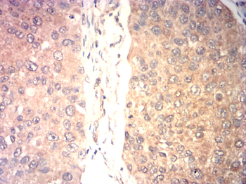 CCND3 Antibody