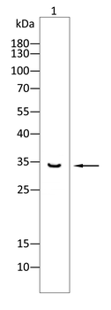CCND3 Antibody