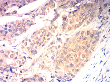 CDH2 Antibody