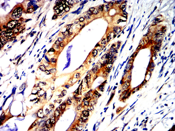ASS1 Antibody