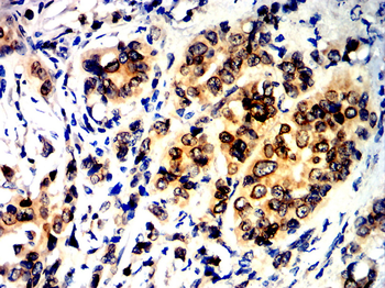 EMD Antibody