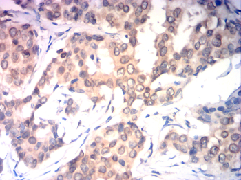 EMD Antibody