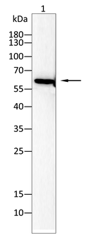 KRT5 Antibody