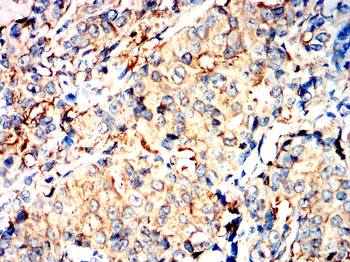 GPX4 Antibody