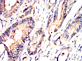 GPX4 Antibody
