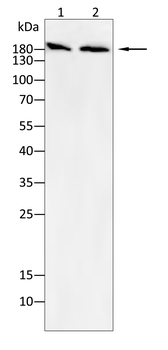 DNMT1 Antibody