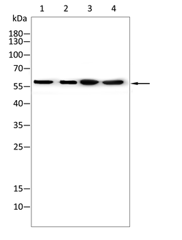 ALDH2 Antibody