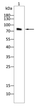 PCSK9 Antibody