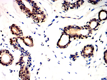 CCNA2 Antibody
