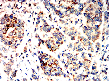LEP Antibody