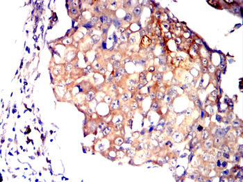 LEP Antibody